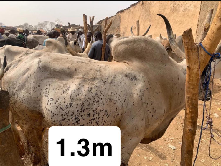 Premium Bulls for Sallah, Weddings and Event.