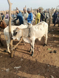 Premium Bulls for Sallah, Weddings and Event.