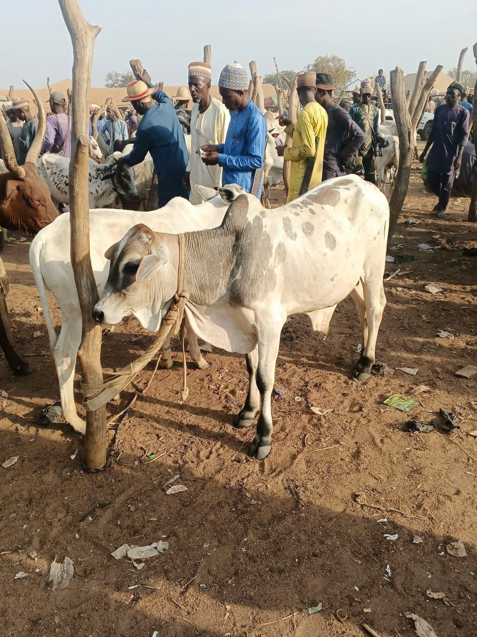 Premium Bulls for Sallah, Weddings and Event.