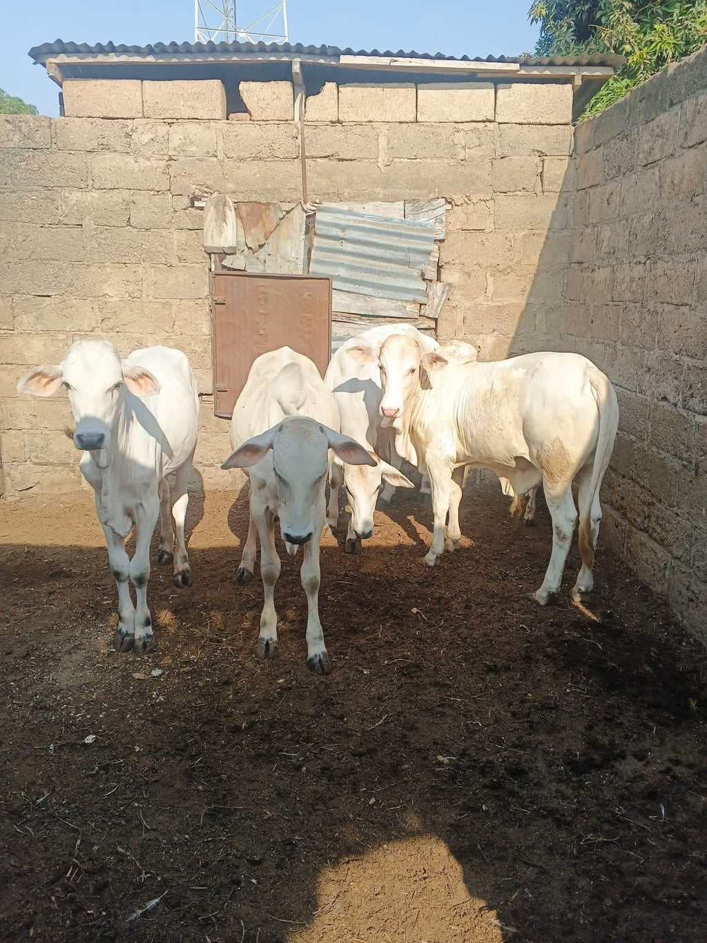 Premium Bulls for Sallah, Weddings and Event.