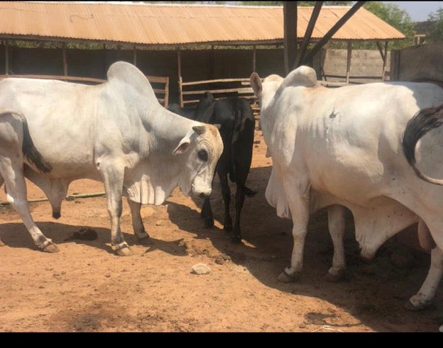 Premium Bulls for Sallah, Weddings and Event.