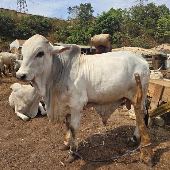 Premium Bulls for Sallah, Weddings and Event.