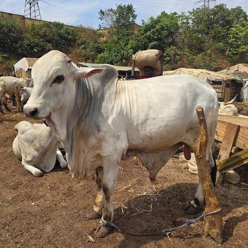Premium Bulls for Sallah, Weddings and Event.