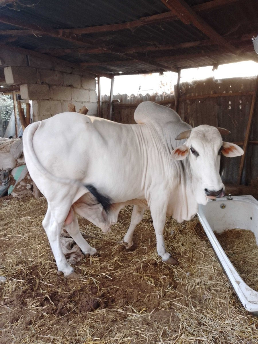 Premium Bulls for Sallah, Weddings and Event.