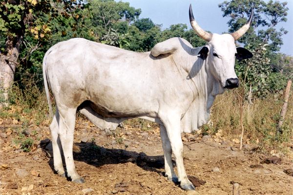 Premium Bulls for Sallah, Weddings and Event.